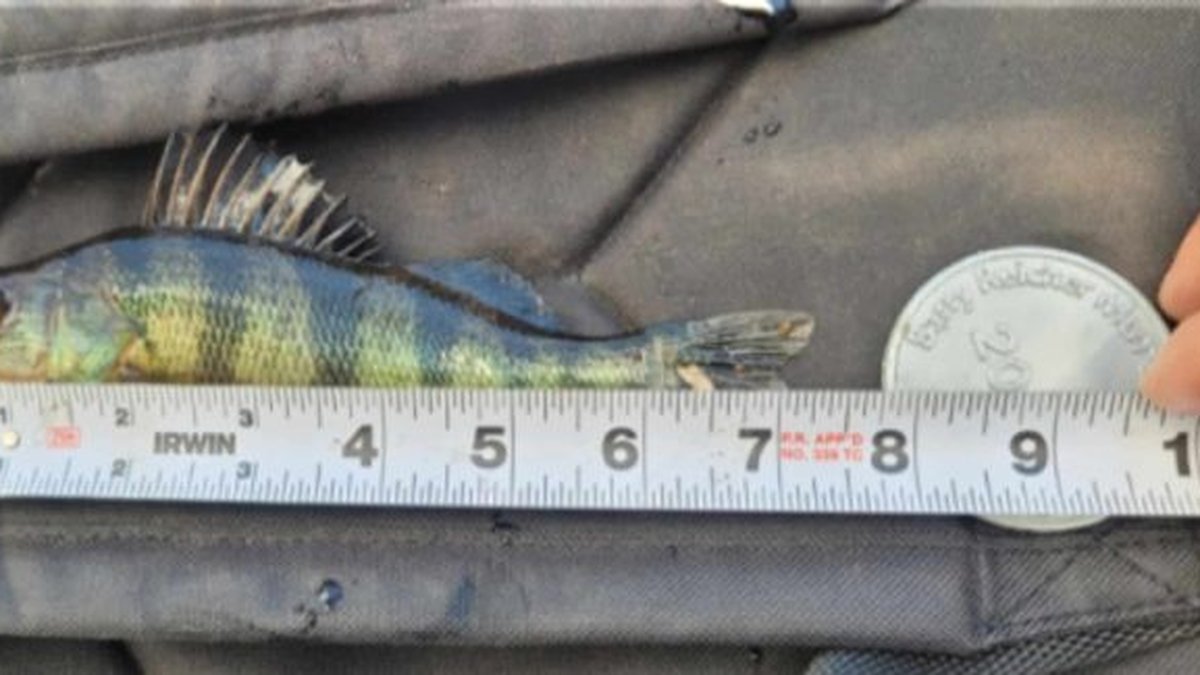 Example catch photo